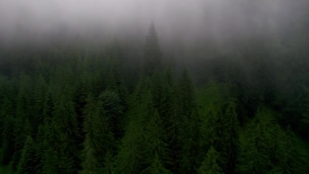 Дощова Погода Горах Туман Дме Над Сосновим Лісом Повітряні Кадри — стокове відео