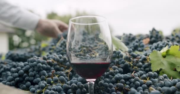 Böndernas Hand Visar Vacker Druva Förgrunden Ett Glas Rött Vin — Stockvideo