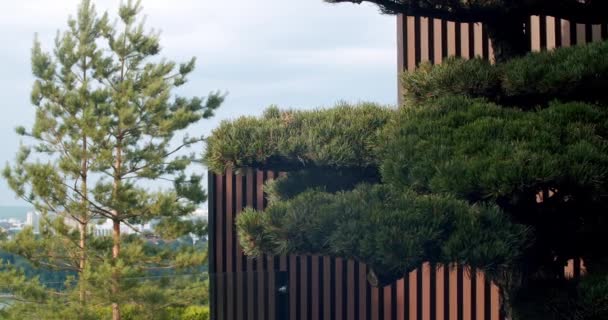 Modern Minimalist Home Terrace Bonsai Tree Terrace Wooden Line Wall — Stockvideo