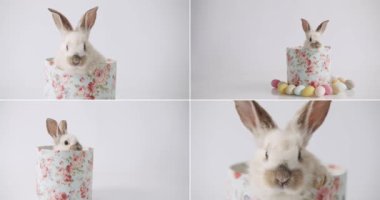 Collage from many footage for Happy Easter Concept. Little Bunnies on isolated Background with many coloured eggs. Happy Easter day. Funny Cute fluffy rabbit, Easter eggs.Symbol of easter day festival