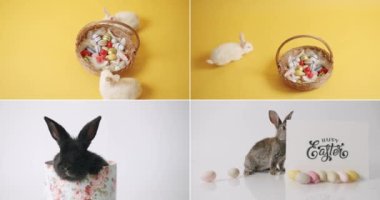 Collage from many footage for Happy Easter Concept. Little Bunnies on isolated Background with many coloured eggs. Happy Easter day. Celebration Easter. Easter eggs. 
