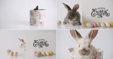 Collage from many footage for Happy Easter Concept. Little Bunnies on isolated Background with many coloured eggs. Easter eggs. A little Rabbit is playing with the inscription Happy Easter.