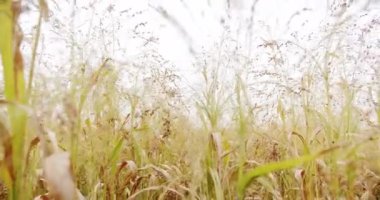 Ripe sorghum swaying in the wind. Sorghum cultivation for biomass production. Pearl Millet field. Concept of agribusiness. business agriculture harvesting concept. Field of grain sorghum.