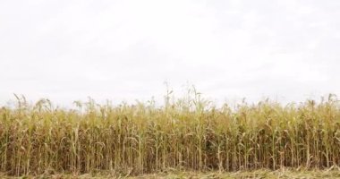 Business agriculture harvesting concept. green sorghum farm. green wheat crop germ agriculture industry. Sorghum cultivation for biomass production. Pearl Millet field. Concept of agribusiness.