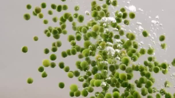 Green Peas Falling Boiling Water Slow Motion Fresh Green Peas — Stock video
