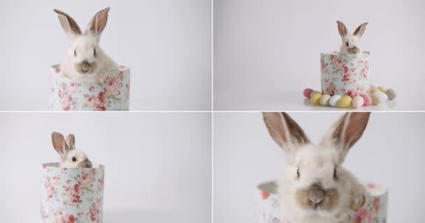 Collage Many Footage Happy Easter Concept Little Bunnies Isolated Background — Stock video