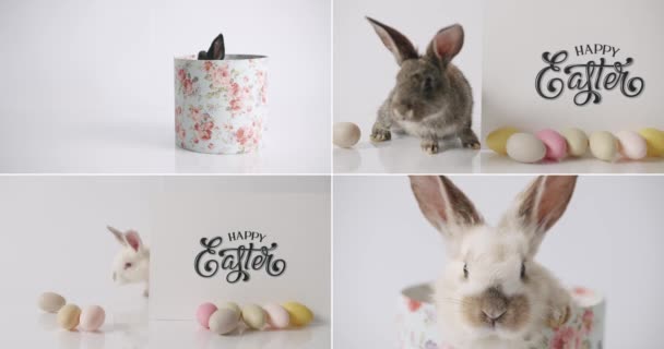 Collage Many Footage Happy Easter Concept Little Bunnies Isolated Background — 图库视频影像