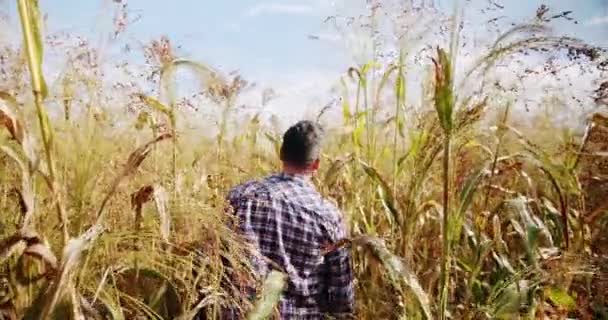 Begrip Agribusiness Bedrijfslandbouwoogstconcept Kwaliteitscontrole Groene Sorghum Boerderij Groene Tarwe Gewas — Stockvideo