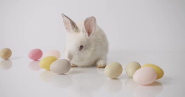ハッピーイースターコンセプトのための多くの映像からコラージュ 多くの色の卵と隔離された背景に小さなバニー ハッピーイースターの日 イースターを祝う イースターエッグ — ストック動画