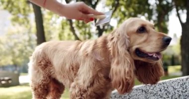 The womans hand combed the dog with combs. Happy Dog on summer time, weekend picnic. A beautiful brown haired dog is sitting on the street. English cocker spaniel rests outdoors.