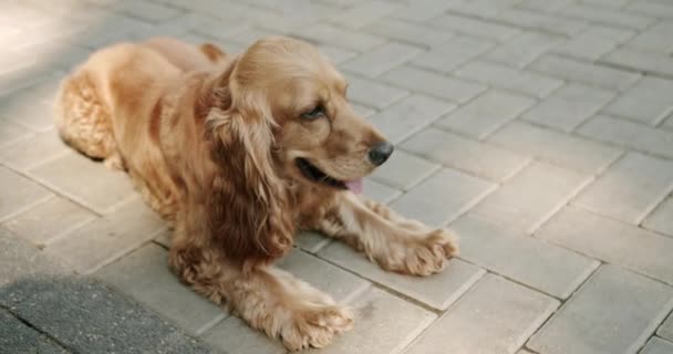 Beautiful Brown Haired Dog Sitting Street Cocker Spaniel Park English — Wideo stockowe