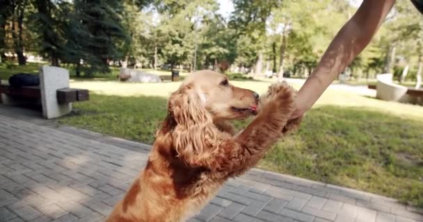Σκύλος Παίζει Έξω Γυναίκα Εκπαιδεύσει Σκυλί Και Δίνει Ένα Μέρος — Αρχείο Βίντεο