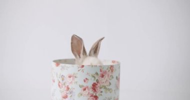 A cute bunny comes out of a gift box posing in front of the camera on a white background. Happy Easter. Cute fluffy rabbits, Lovely Animal concept. 