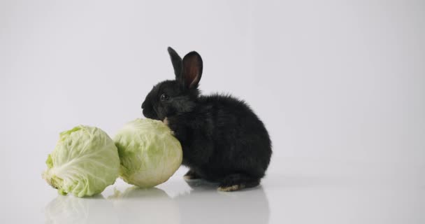 Black Bunny Fresh Vegetables Static Shot Fluffy Black Rabbit Smelling — Wideo stockowe