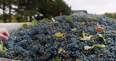 In a tractor trailer after collecting on the hill, there are a lot of blue grapes collected. The collected red grapes in the tractor bed. Winemaking. The farmers hand show a beautiful grape.
