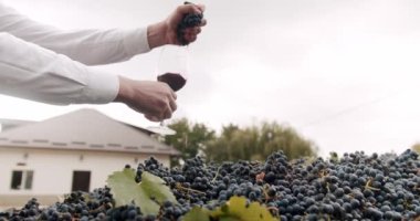 The farmers hand squeezes a beautiful grape into a glass of red wine. In a large square capacity there is a lot of collected blue grapes. Blue grapes Collected and ready to make wine.