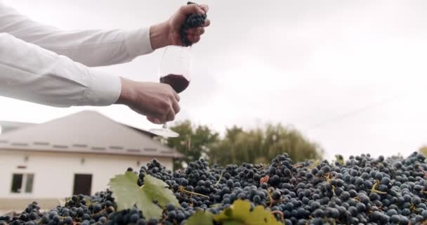 Farmers Hand Squeezes Beautiful Grape Glass Red Wine Large Square — Stockvideo
