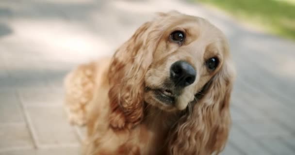 Beautiful Brown Haired Dog Sitting Street Cocker Spaniel Park English — Vídeo de Stock
