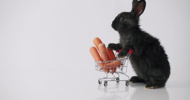 新鲜蔬菜附近的黑兔子 白色背景下的玩具采购中毛绒绒黑兔嗅到胡萝卜的静态镜头 — 图库视频影像