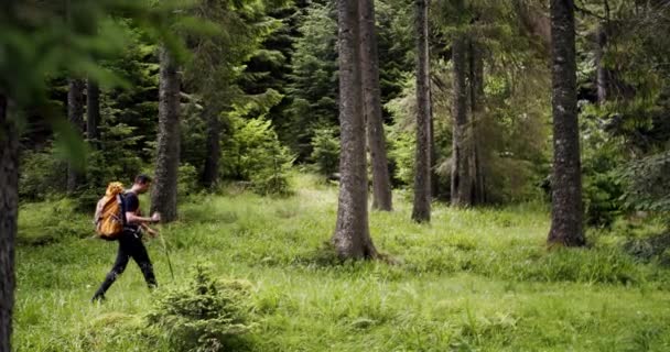 Male Traveler Walks Trail Exploring Nature Man Hiking Camping Wilderness — Vídeos de Stock