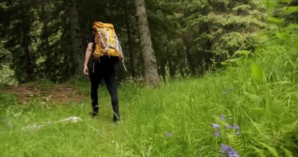 Inspiring Wanderlust Motivational Shot Travel Blogger Influencer Walk Forest Man — стоковое видео