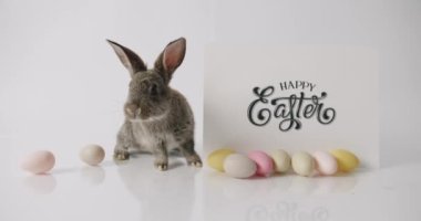 Collage from many footage for Happy Easter Concept. Little Bunnies on isolated Background with many coloured eggs. Design Happy Easter Concept. Celebration Easter. Easter eggs. 
