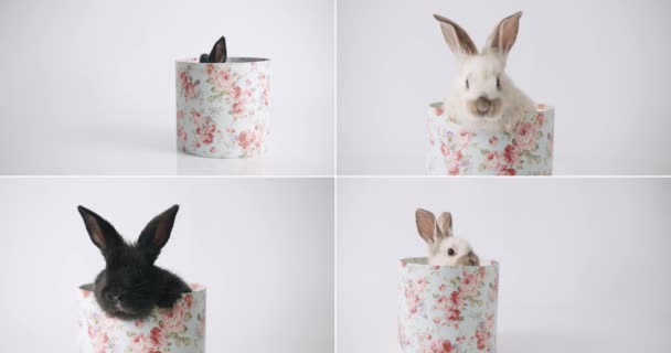Collage Many Footage Happy Easter Concept Little Bunnies Isolated Background — Vídeo de stock