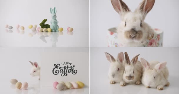 Collage Many Footage Happy Easter Concept Little Bunnies Isolated Background — Wideo stockowe