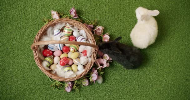 ハッピーイースターコンセプトのための多くの映像からコラージュ 多くの色の卵と隔離された背景に小さなバニー ハッピーイースターの日 小さなウサギが碑文で遊んでいますハッピーイースター — ストック動画