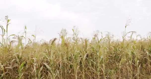Концепция Сбора Урожая Сельского Хозяйства Зеленая Ферма Сорго Зеленый Урожай — стоковое видео