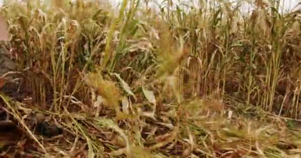 Трактор Работает Пшеничном Поле Концепция Агробизнеса Сбор Урожая Сельского Хозяйства — стоковое видео