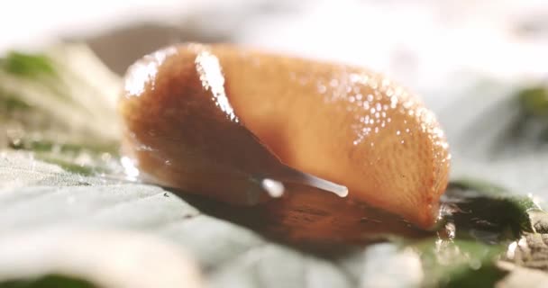 자연적 환경에서 손톱을 클로즈업합니다 Helix Pomatia 정원을 기어다니는 달팽이 달팽이 — 비디오