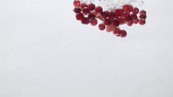 Fresh Red Grapes Fall Water Isolated White Background Super Slow — Stock Video