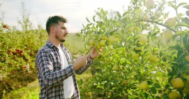 Farmer Man Smells Ripe Apples Tree Zoom Handheld Shot Adult — Stock videók