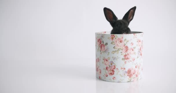 快乐复活节的概念 的许多镜头中的胶卷 独立背景上的小兔子 有很多彩蛋 一只小兔子在玩着题词 复活节快乐 — 图库视频影像