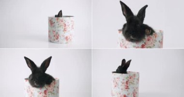 Collage from many footage for Happy Easter Concept. Little Bunnies on isolated Background with many coloured eggs. Happy Easter day. Funny Cute fluffy rabbit, Lovely Animal concept.