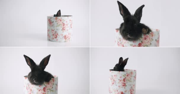 Collage Many Footage Happy Easter Concept Little Bunnies Isolated Background — Αρχείο Βίντεο