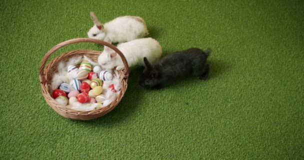 Κολάζ Από Πολλά Πλάνα Για Happy Easter Concept Μικρά Κουνελάκια — Αρχείο Βίντεο
