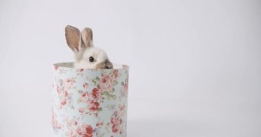 A cute bunny comes out of a gift box posing in front of the camera on a white background. Happy Easter. Cute fluffy rabbits, Lovely Animal concept. 