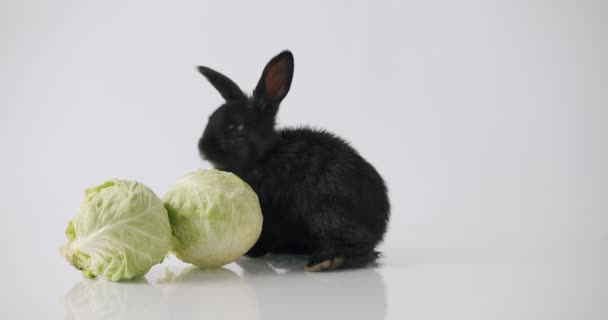 Black Bunny Fresh Vegetables Static Shot Fluffy Black Rabbit Smelling — 图库视频影像