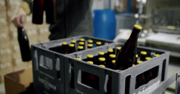 Plastikowe Skrzynie Pełne Świeżo Zaparzonych Butelek Piwa Rurociągu Fabrycznym Taśma — Wideo stockowe