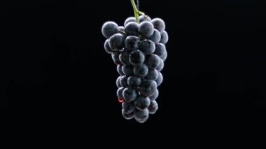 Fresh black grapes rotation on isolated black background on super slow motion. Grapes close up. Loop motion. Beautiful stock footage for wine commercial. Red wine flows on a ripe grape.