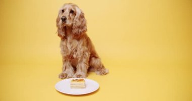 İngiliz Cocker Spaniel Şapka Giyen Parti Şapkası ve Sarı Arkaplanda Bir Çok Hediye. Köpeklerin doğum günü. Hayvan başı yukarıda oturur ve kameraya bakar. Köpek Modeli ve Komik Stüdyoda.