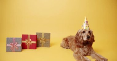Parti şapkalı köpek hediyelerin yanında. Doğum günü kutlaması sırasında sarı arka planda parti şapkalı, sadık İngiliz Cocker Spaniel köpeğinin statik çekimi.