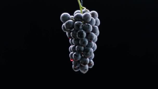 Fresh Black Grapes Rotation Isolated Black Background Super Slow Motion — Stockvideo