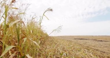 Sorghum cultivation for biomass production. Pearl Millet field. Concept of agribusiness. business agriculture harvesting concept. green sorghum farm. green wheat crop germ agriculture industry.