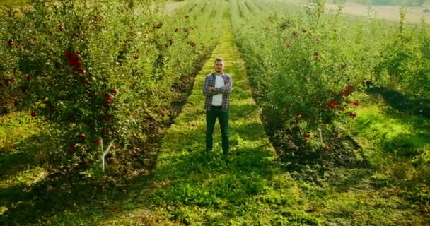 Farmer Stand Middle Apple Orchard Fresh Ripe Apples Apple Garden — Stock videók