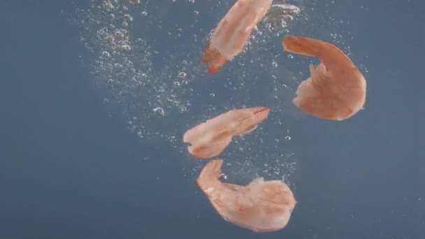 Tasty Shrimps Fall Water Blue Background Slow Motion Dish Preparation — Stock video