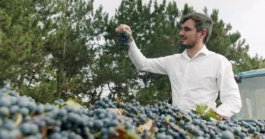 In a large square capacity there is a lot of collected blue grapes. The collected red grapes in the tractor bed. Winemaking, winery and wine production. The farmer selects and shows a beautiful grape.
