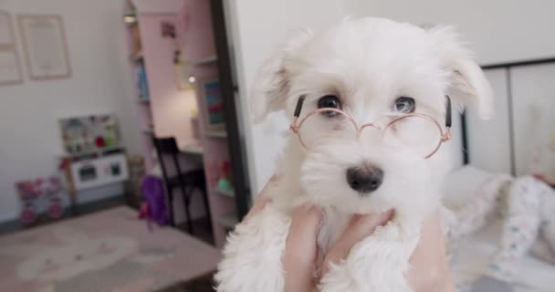 Kleine Rasechte Puppy Bichon Frise Met Kleine Grappige Glazen Speelt — Stockvideo